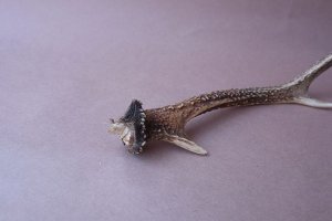 画像6: デコール用二ホンジカの角mini・小鹿