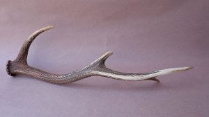 画像5: デコール用二ホンジカの角