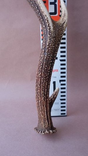 画像8: デコール用二ホンジカの角