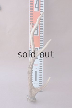 画像11: デコール用二ホンジカの角