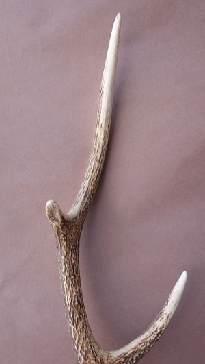 画像4: デコール用二ホンジカの角
