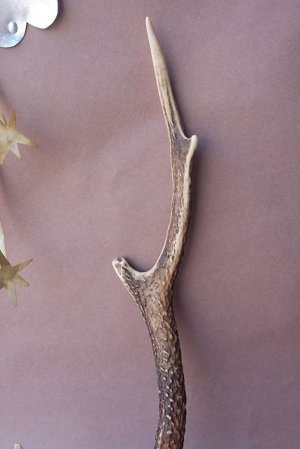 画像3: デコール用二ホンジカの角