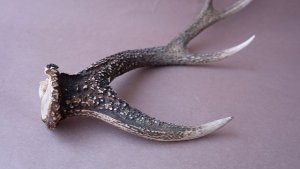 画像7: デコール用二ホンジカの角