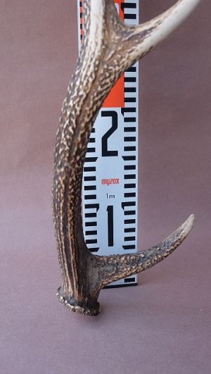 画像12: デコール用二ホンジカの角