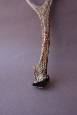 画像2: デコール用二ホンジカの角mini・小鹿