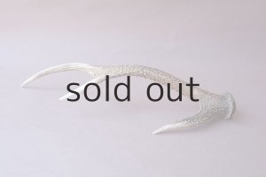 画像5: デコール用二ホンジカの角