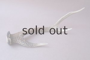 画像7: デコール用二ホンジカの角