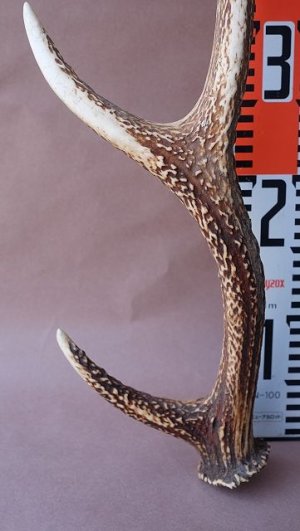 画像11: デコール用二ホンジカの角