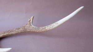 画像7: デコール用二ホンジカの角