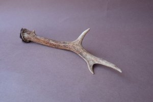 画像7: デコール用二ホンジカの角mini・小鹿