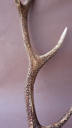 画像3: デコール用二ホンジカの角