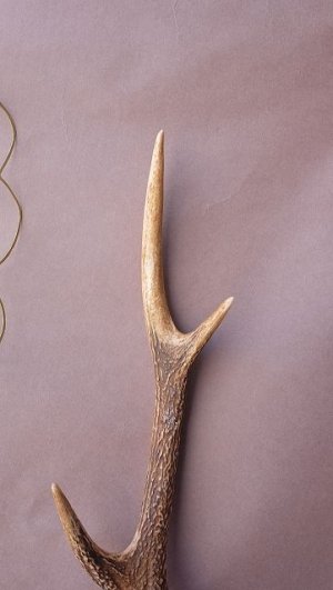 画像4: デコール用二ホンジカの角