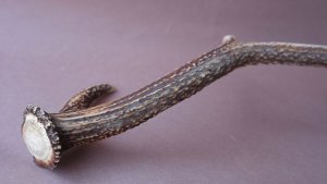 画像9: デコール用二ホンジカの角