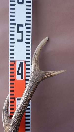 画像14: デコール用二ホンジカの角