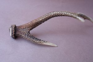 画像7: デコール用二ホンジカの角