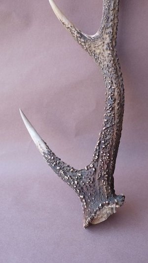 画像2: デコール用二ホンジカの角