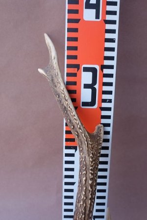 画像11: デコール用二ホンジカの角