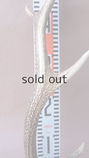 画像13: デコール用二ホンジカの角