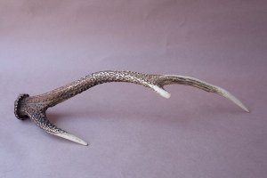 画像8: デコール用二ホンジカの角