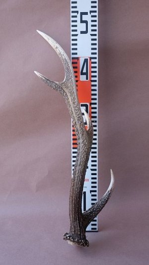 画像11: デコール用二ホンジカの角