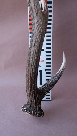 画像9: デコール用二ホンジカの角