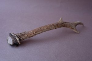 画像6: デコール用二ホンジカの角mini・小鹿