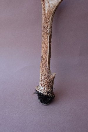 画像2: デコール用二ホンジカの角mini・小鹿