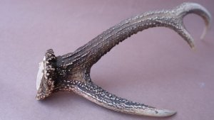 画像8: デコール用二ホンジカの角