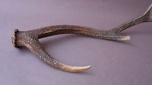 画像7: デコール用二ホンジカの角