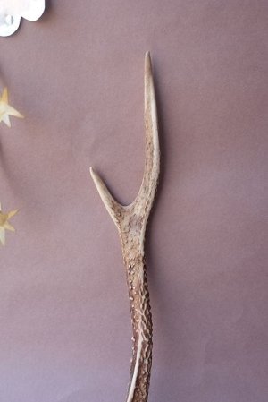 画像3: デコール用二ホンジカの角mini・小鹿