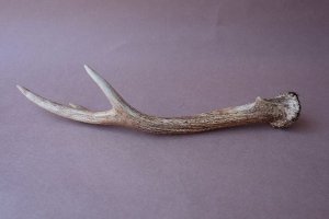 画像4: デコール用二ホンジカの角mini・小鹿