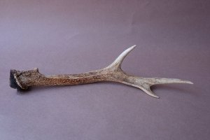 画像5: デコール用二ホンジカの角mini・小鹿