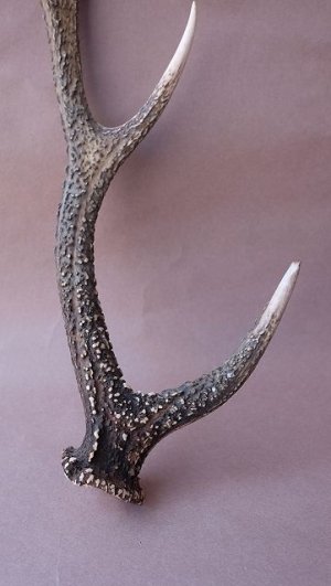 画像2: デコール用二ホンジカの角