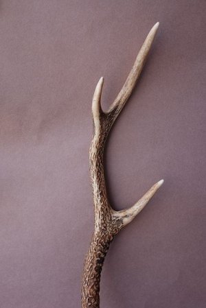 画像3: デコール用二ホンジカの角