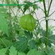 風船かずらポット苗