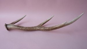 画像4: デコール用二ホンジカの角