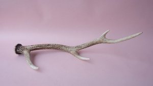 画像4: デコール用二ホンジカの角