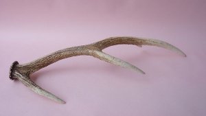 画像5: デコール用二ホンジカの角