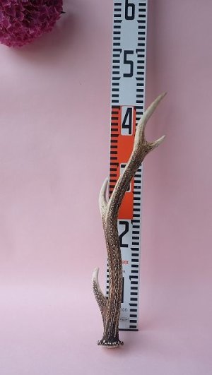 画像9: デコール用二ホンジカの角