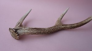 画像6: デコール用二ホンジカの角