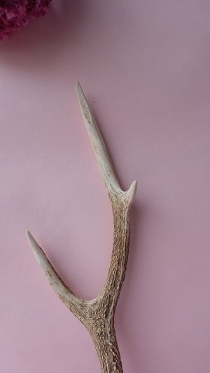 画像3: デコール用二ホンジカの角