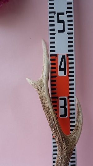 画像8: デコール用二ホンジカの角