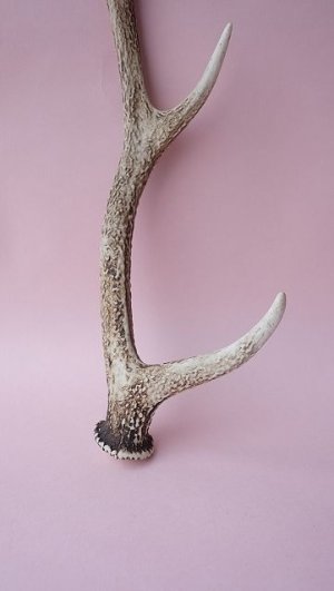 画像2: デコール用二ホンジカの角