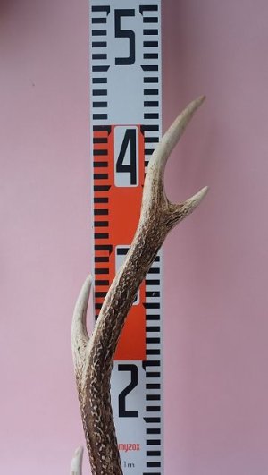 画像8: デコール用二ホンジカの角