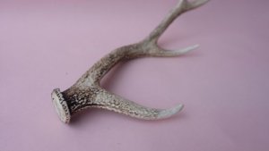 画像6: デコール用二ホンジカの角