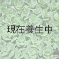 期間・数量限定　「100円多肉」フェアを開催いたします。