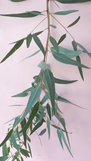 画像4: Dry plants for decor ユーカリ生切り枝（カマルドレンシス）タイプ700〜1000mm