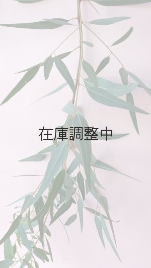 画像4: Dry plants for decor ユーカリ生切り枝（カマルドレンシス）タイプ700〜1000mm