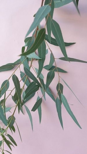 画像6: Dry plants for decor ユーカリ生切り枝（カマルドレンシス）タイプ700〜1000mm