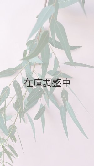 画像6: Dry plants for decor ユーカリ生切り枝（カマルドレンシス）タイプ700〜1000mm